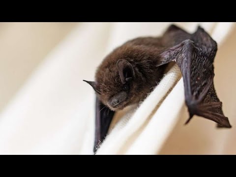 Çfarë do të thotë nëse na futet lakuriqi i natës në shtëpi?