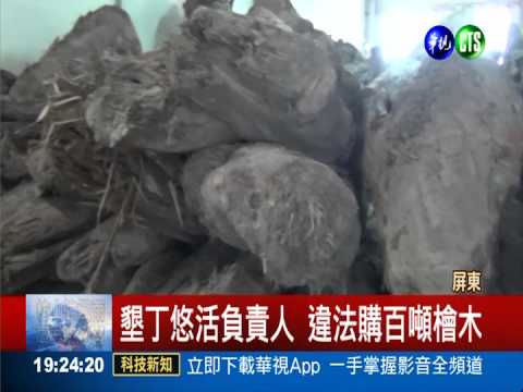 購買盜採檜木 悠活老董百萬交保