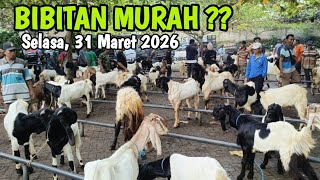 Download lagu 1 Juta 2 Ekor‼️HARGA KAMBING TERBARU HARI INI DI PASAR PAHING KAMPAK TRENGGALEK @HargaTernak  mp3