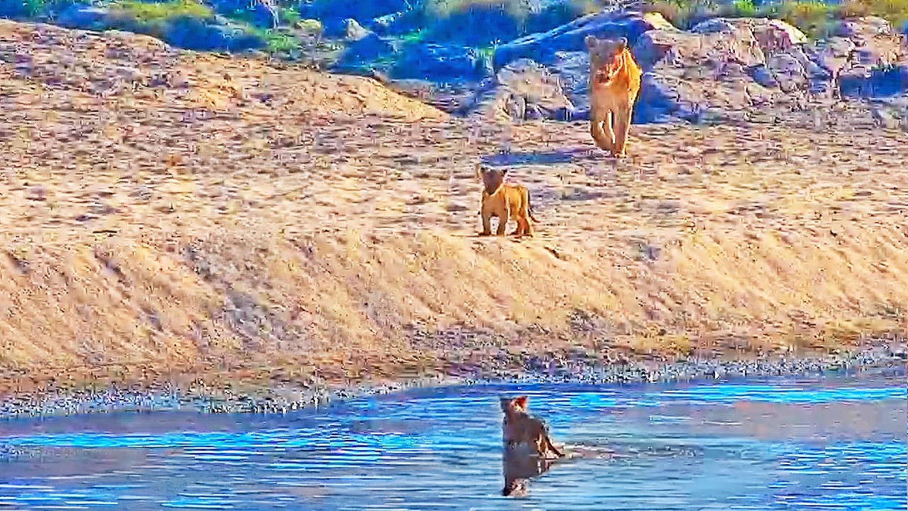 Lions Watch as Their Tiny Cubs Face the Crocodile River