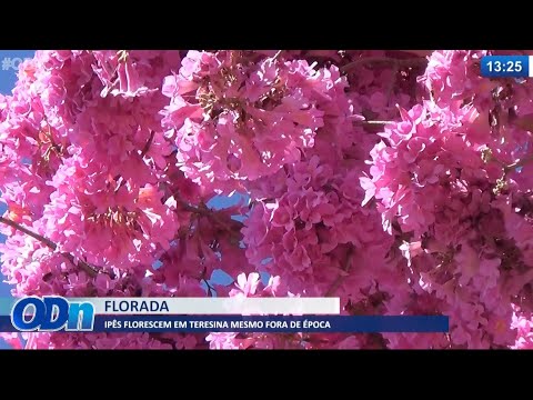 Ipês florescem em Teresina mesmo fora da época 17 06 2021