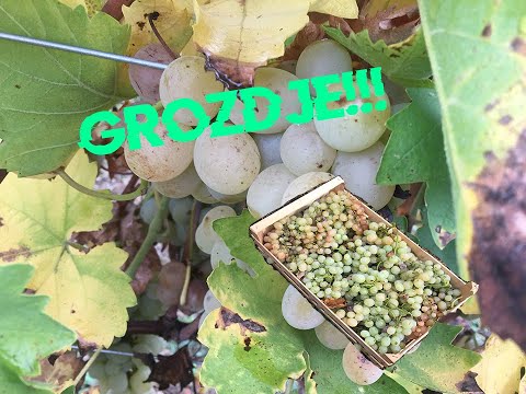 IZ VINOGRADA: branje grozdja Muskat Italija