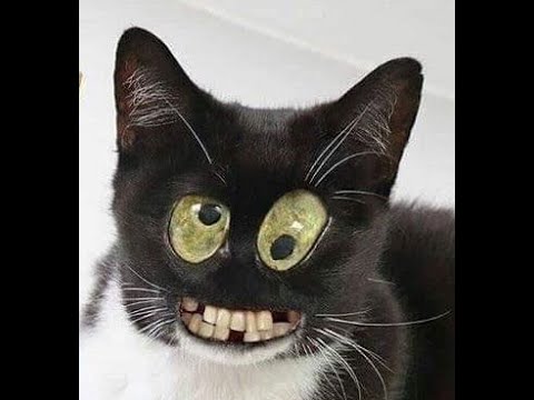 Duke from Tamriel presents: Alkosh Aegis Caller