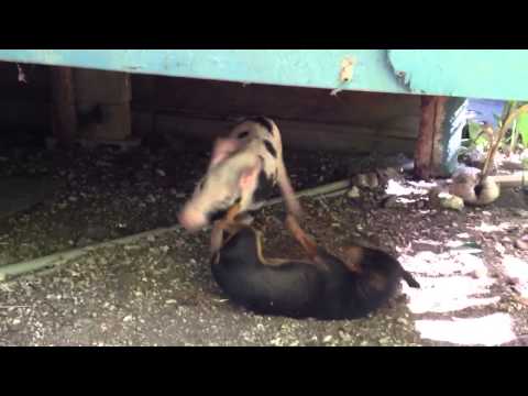 Pet Pig Beats up Dog
