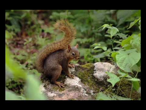 RN El Nogalar de los Toldos