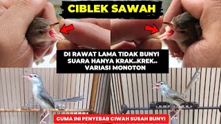 Download lagu CAUSES OF CIBLEK SAWAH HAVE DIFFICULTY SOUNDING & MONOTONE SOUND❗ONLY 1 PROBLEM.. LOOK❗ mp3