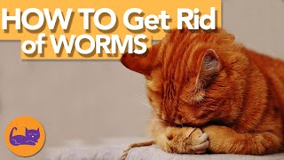 Does Your Cat Have WORMS?! - HOW to Tell and WHAT to Do!