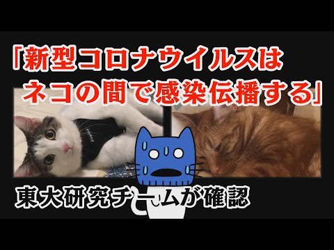 コロナウイルスによる予期せぬ危険: あなたの猫があなたから感染する可能性があります