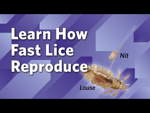 Obligate parasite - Definition and Examples - Biology Online Dictionary
