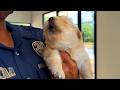 The Cutest And Funniest PUPPIES Video Of 2026 You Ve Ever Seen