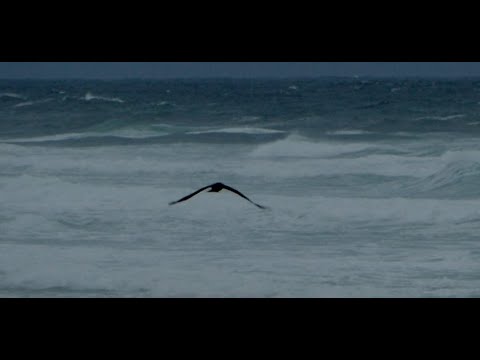 Lacanau Surf Report Vidéo - Jeudi 30 Avril 7H30 #lacanauocean