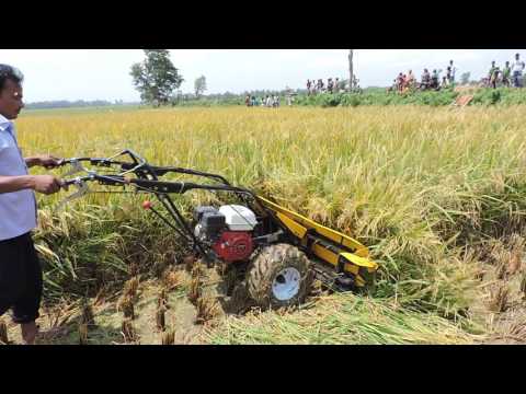 Reaper Harvesting in Bogra