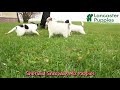 Mixed Breed dogs for sale: Patches - Video 1