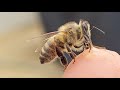 Honeybee quick bonding snack.