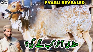 Cow Mandi 2024 Kab Lagegi? Cattle Market Karachi | Bakra Eid 2024 | AQ Cattle Farm