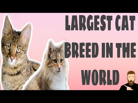 TOP 10 LARGEST CAT BREED IN THE WORLD