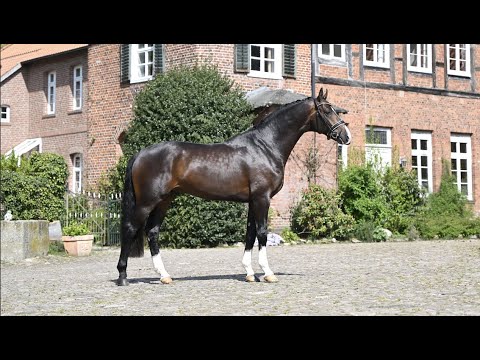 Füchtels Excupery - Hengst von Escamillo-Donnerschwee