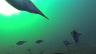 Where to catch King George whiting in St Leonards by Happy Fisherman