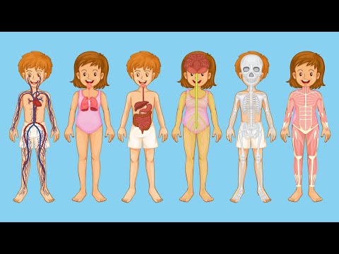 Os sistemas do corpo humano para crianças