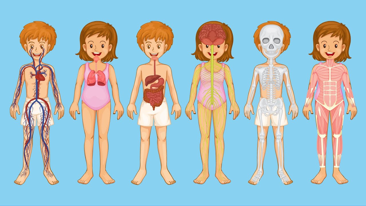 O'que é Anatomia Infantil O'que é Anatomia Infantil