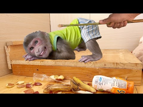 OMG! Naughty monkey MAX ruined his house