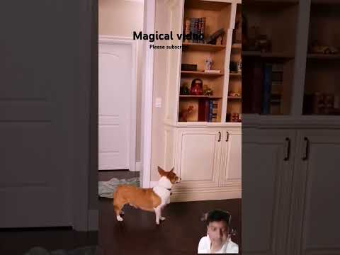 playing hide and seek with my dog #puppy #corgi #playinghideandseek #dog #hideandseek #puppy #funny