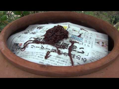 菜園にミミズが！ミミズは庭師の友達なので、パニックにならないでください。なぜ彼らを庭に引き寄せるのでしょうか？  庭園