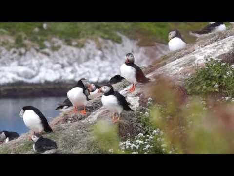 Hornøya - Vogelfelsen in Nordnorwegen