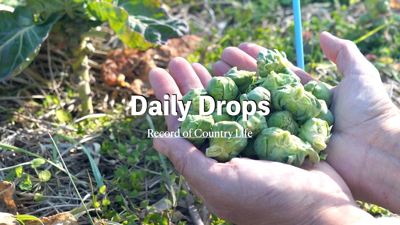 自給暮らしvlog ｜季節の野菜と果物で作る家庭料理｜金柑の蜂蜜漬け｜# 96