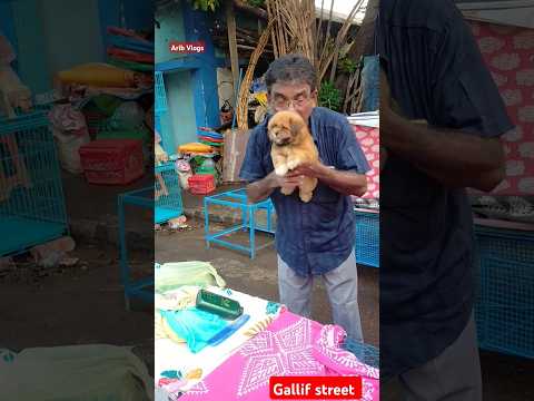 galiff street pet market | dog market Kolkata