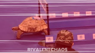 Download lagu Deja Vu Meme (Tortoise vs Hare).mp4 mp3 Download lagu Deja Vu Meme (Tortoise vs Hare).mp4 mp3