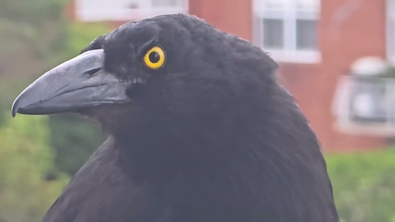 Дурдом на балконе ! Элла Австралия