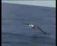 Albatross Encounter - The Biggest Wingspan in the ...