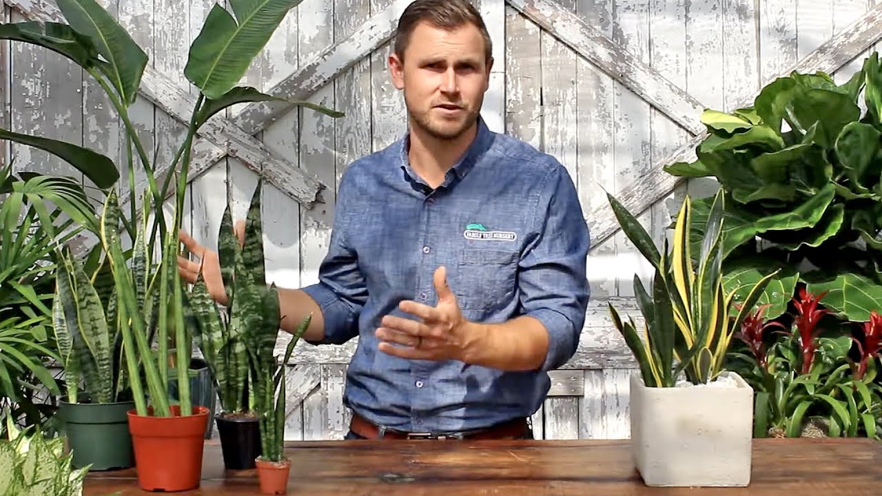 All About – Sansevieria 