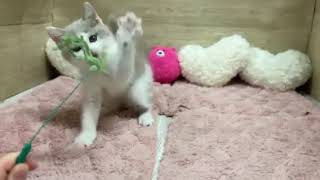 スコティッシュストレートの動画01