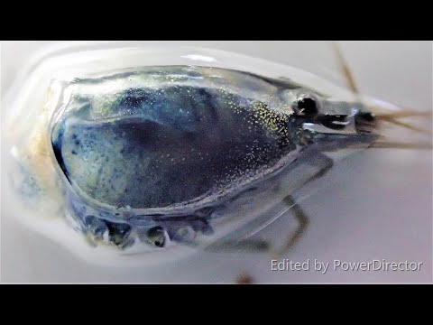 How to Understand Shrimp Anatomy – A Detailed Look Under the Microscope