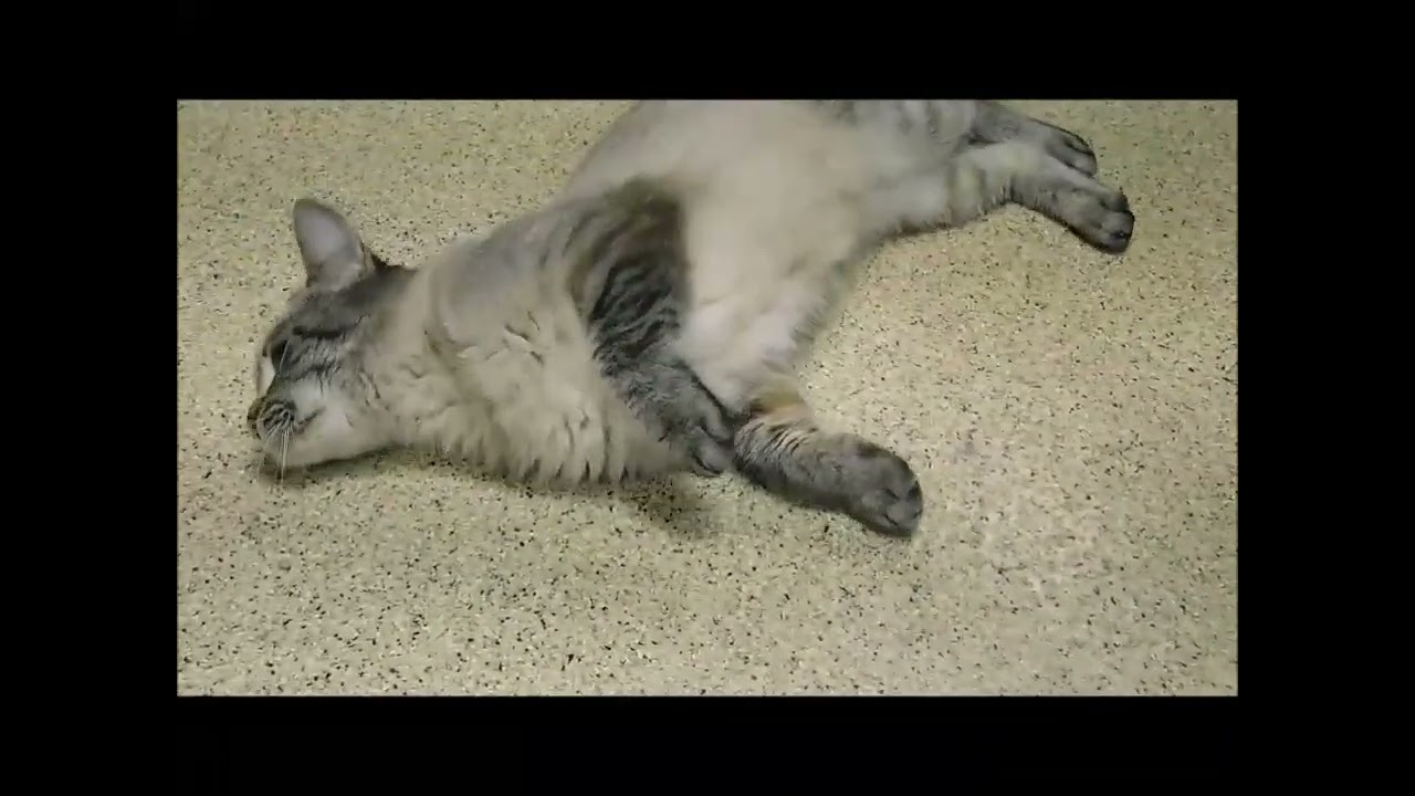 Enlarge BLIZZARD, an adopted Domestic Short Hair in Ironwood, MI video 5/5