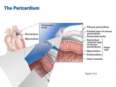 The Pericardium