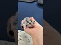 フクロモモンガのYouTubeサムネイル画像