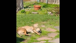 Video preview image #1 Labrador Retriever-Unknown Mix Puppy For Sale in  Katy, TX, USA