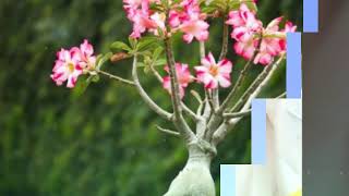 Download lagu Puisi teruntuk ibu mertua mp3 Download lagu Puisi teruntuk ibu mertua mp3