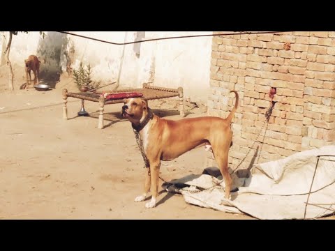 king motti bully dog in Pakistan  ◇Muneeb wattoo official◇
