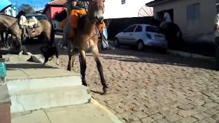 preview picture of video 'Cachorro cavaleiro de Minas Gerais'