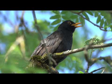 Az erdőből jövök - Barát István Zsolt