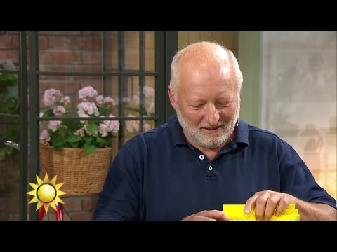 Dagens triss - Nyhetsmorgon (TV4)