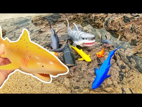 Kids Learn | Amazing Shark Names & Facts at the Beach: Great White Shark Zebra Shark Blue Shark