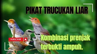 Download lagu MP3 Pikat Trucukan Terancam Kombinasi Prenjak Stater. mp3 Download lagu MP3 Pikat Trucukan Terancam Kombinasi Prenjak Stater. mp3