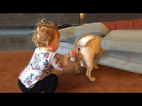 TRY NOT TO LAUGH - Funny Babies at the ZOO #2 - Funny Baby Video Compilation 2020