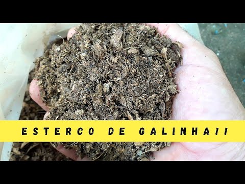 COMO USAR ESTERCO DE GALINHA CORRETAMENTE EM NOSSAS FRUTÍFERAS | ADUBO ORGÂNICO!!