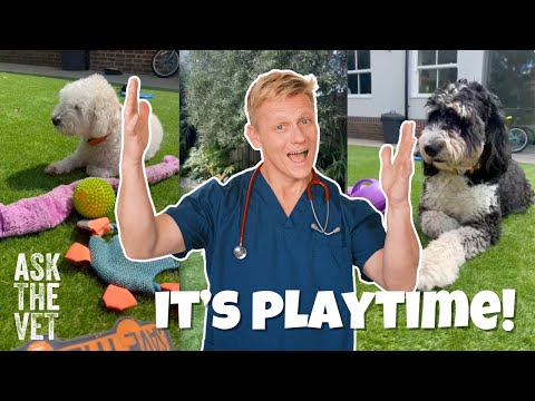 It's playtime on Ask The Vet! The importance of play with your dog | ASK THE VET with Dr Scott